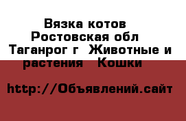 Вязка котов - Ростовская обл., Таганрог г. Животные и растения » Кошки   